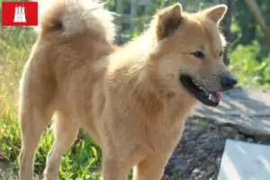 Lees meer over het artikel Kintamani fokkers en pups in Hamburg