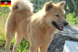 Lees meer over het artikel Kintamani fokkers en pups in Saarland