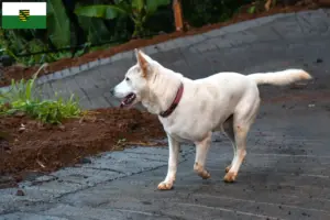 Lees meer over het artikel Kintamani fokkers en pups in Saksen