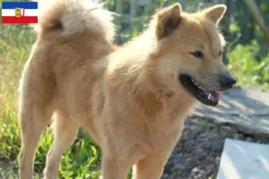 Lees meer over het artikel Kintamani fokkers en pups in Sleeswijk-Holstein