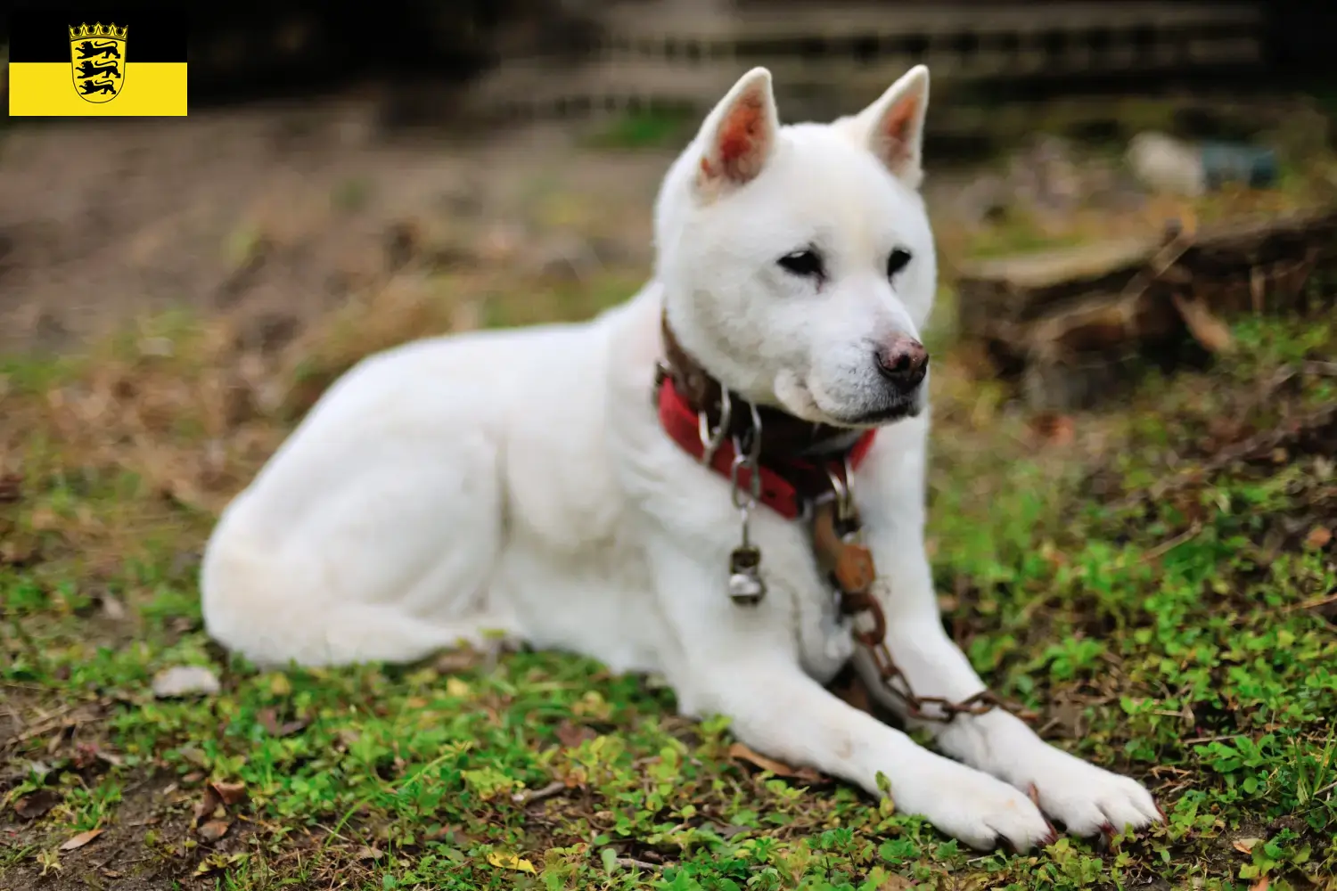 Kishu puppy's en fokkers Baden-Württemberg Hier vind je Kishu fokkers in Baden-Württemberg.