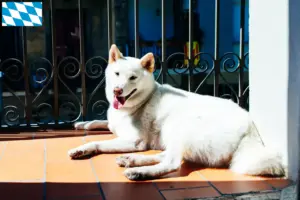 Lees meer over het artikel Kishu fokkers en pups in Beieren