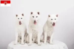 Lees meer over het artikel Kishu fokkers en pups in Brandenburg