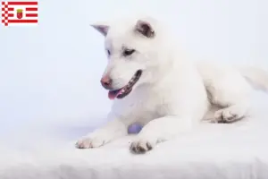 Lees meer over het artikel Kishu fokkers en pups in Bremen