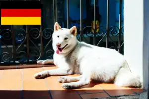 Lees meer over het artikel Kishu fokkers en pups in Duitsland