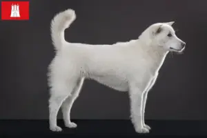 Lees meer over het artikel Kishu fokkers en pups in Hamburg