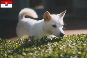 Lees meer over het artikel Kishu fokkers en pups in Hessen