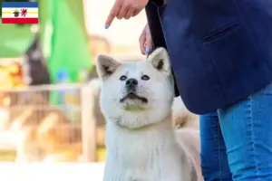 Lees meer over het artikel Kishu fokkers en pups in Mecklenburg-Vorpommern