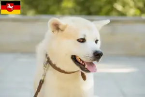 Lees meer over het artikel Kishu fokkers en pups in Nedersaksen
