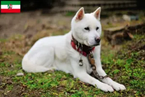 Lees meer over het artikel Kishu fokkers en pups in Noordrijn-Westfalen