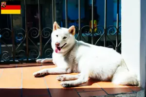 Lees meer over het artikel Kishu fokkers en pups in Rijnland-Palts