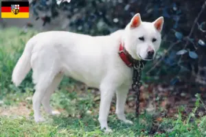 Lees meer over het artikel Kishu fokkers en pups in Saarland