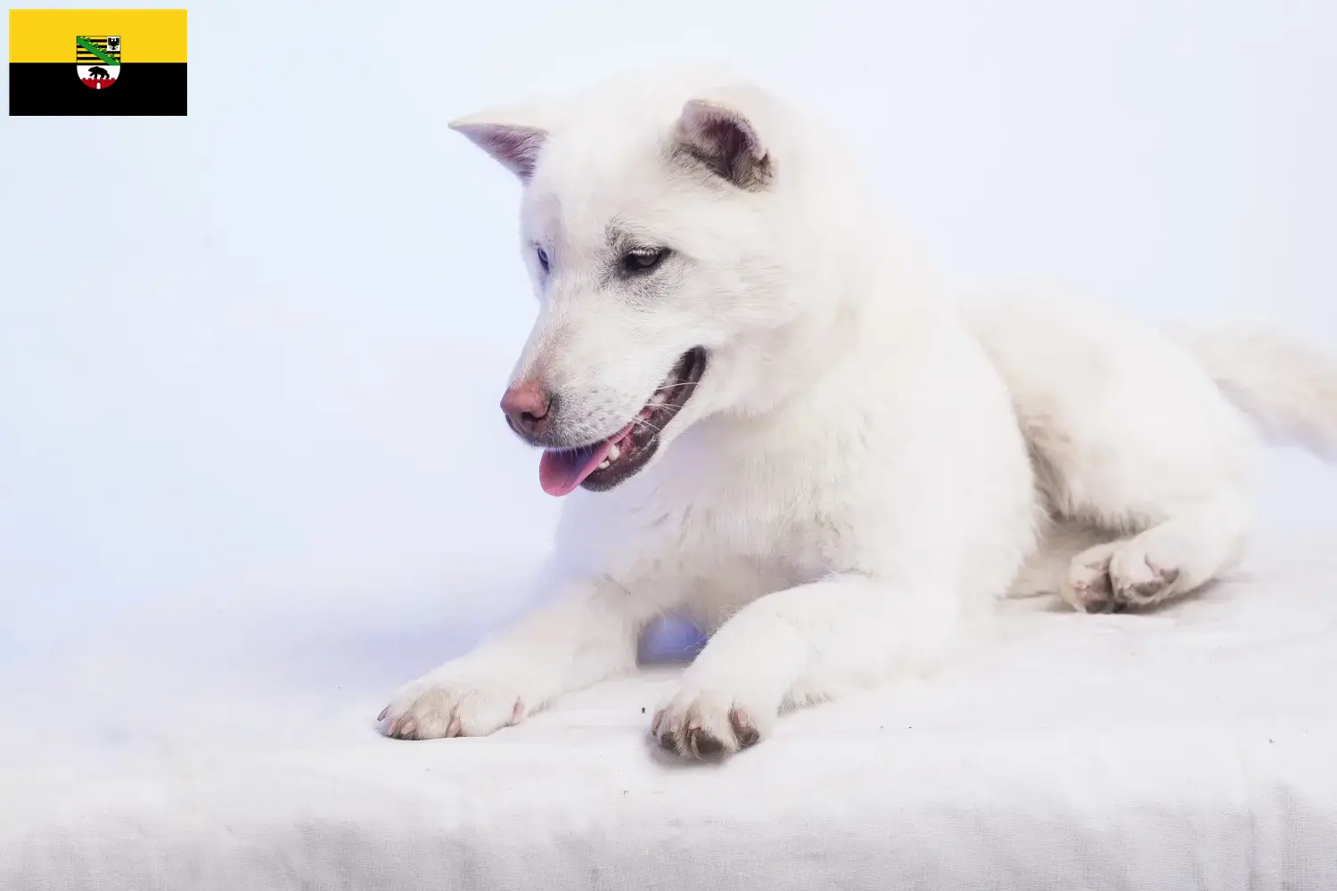 Lees meer over het artikel Kishu fokkers en pups in Saksen-Anhalt