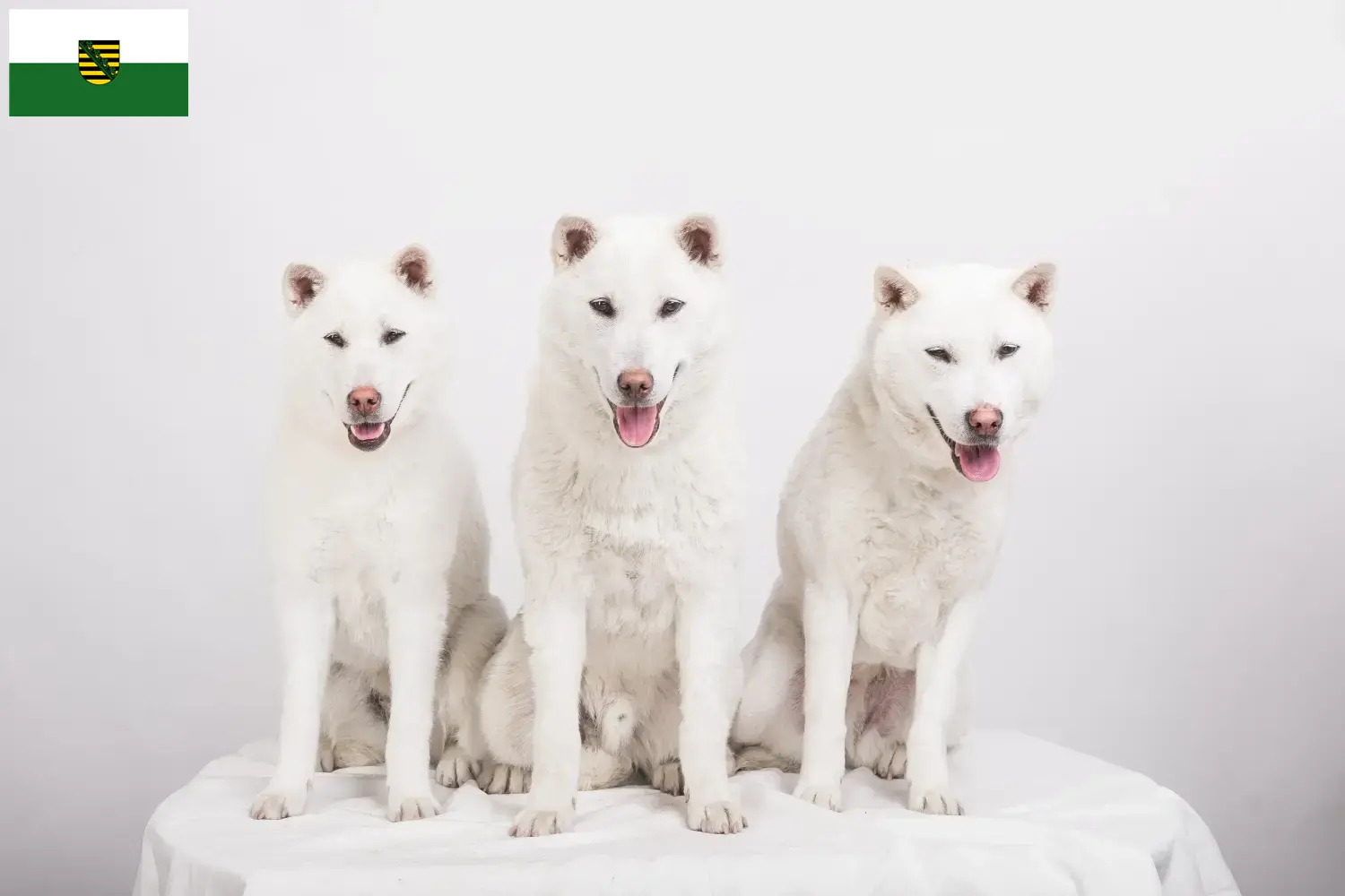 Lees meer over het artikel Kishu fokkers en pups in Saksen