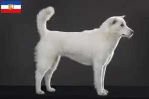 Lees meer over het artikel Kishu fokkers en pups in Sleeswijk-Holstein