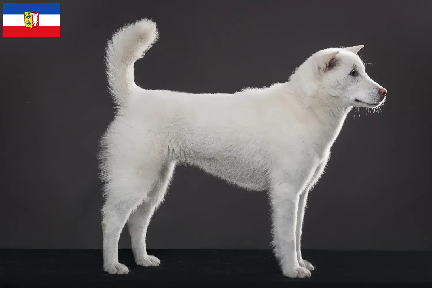 Lees meer over het artikel Kishu fokkers en pups in Sleeswijk-Holstein