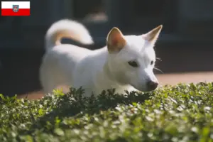 Lees meer over het artikel Kishu fokkers en pups in Thüringen