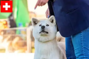 Lees meer over het artikel Kishu fokkers en pups in Zwitserland