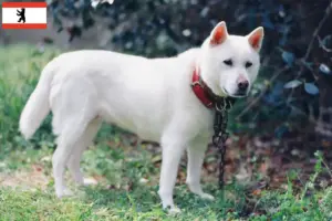 Lees meer over het artikel Kishu fokkers en pups in Berlijn