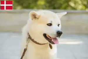 Lees meer over het artikel Kishu fokkers en pups in Denemarken
