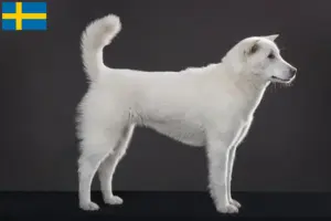 Lees meer over het artikel Kishu fokkers en pups in Zweden