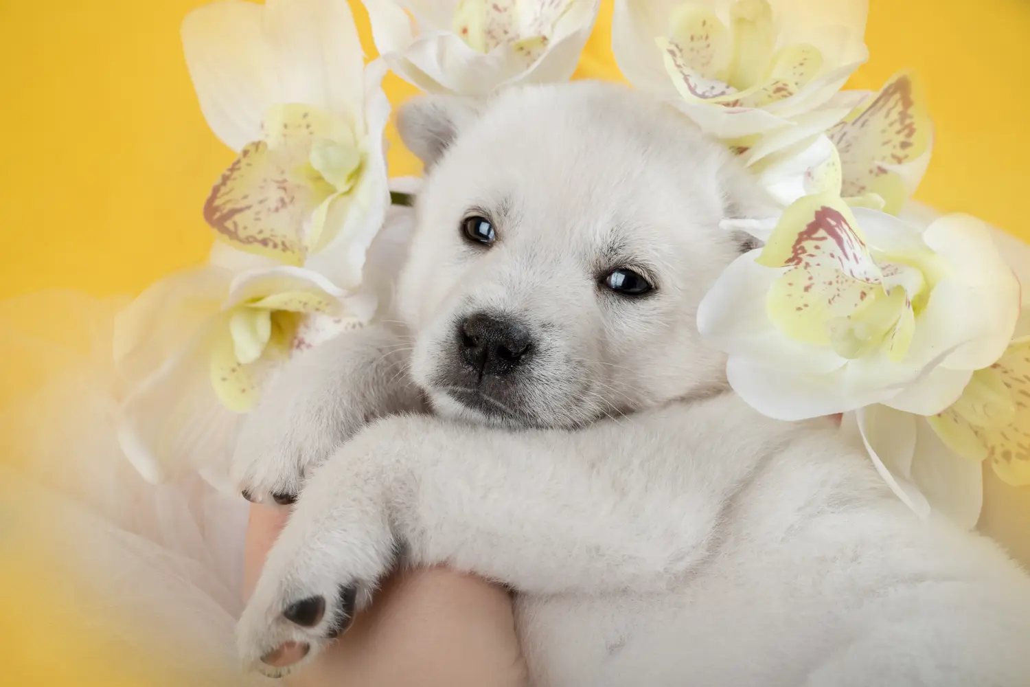 Een Kishu puppy kopen betekent verantwoordelijkheid nemen! Kishu puppy's kopen.