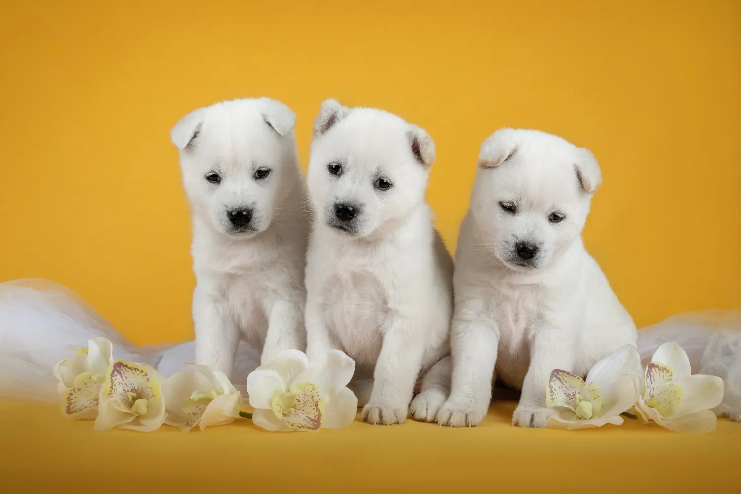 Een Kishu puppy kopen betekent verantwoordelijkheid nemen! Kishu puppy's kopen.