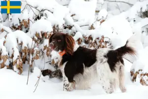 Lees meer over het artikel Kleine Münsterländer fokker en puppies in Zweden