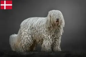 Lees meer over het artikel Komondor fokkers en pups in Denemarken