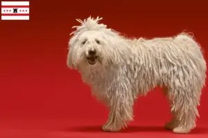 Lees meer over het artikel Komondor fokkers en pups in Drenthe