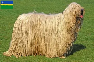 Lees meer over het artikel Komondor fokkers en pups in Flevoland