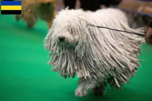 Lees meer over het artikel Komondor fokkers en pups in Gelderland