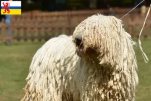 Lees meer over het artikel Komondor fokkers en pups in Limburg
