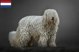 Lees meer over het artikel Komondor fokkers en pups in Nederland
