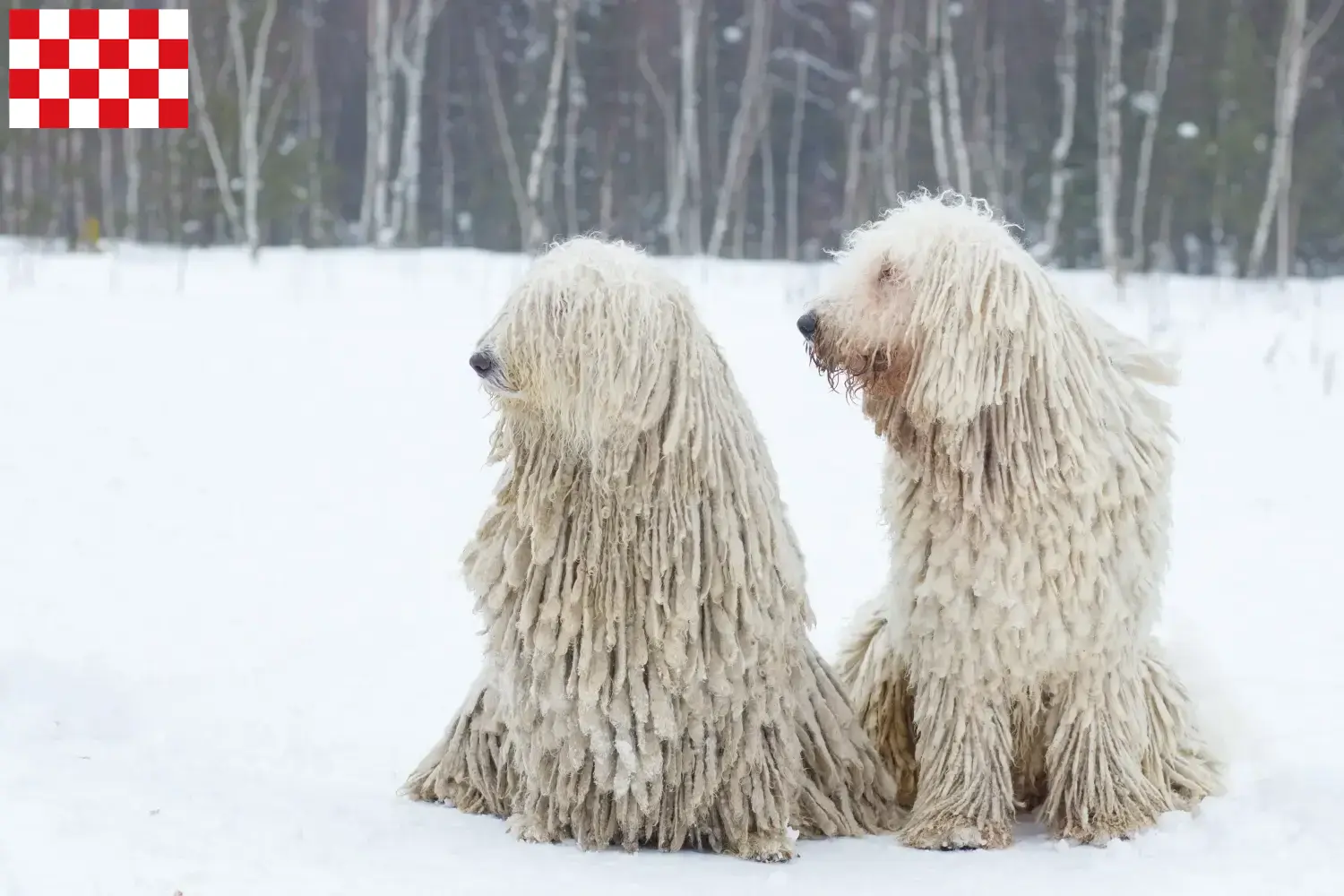 Komondor pups en fokkers Noord-Brabant Hier vind je Komondore fokkers in Noord-Brabant.