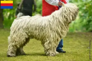 Lees meer over het artikel Komondor fokkers en pups in Noord-Holland