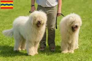 Lees meer over het artikel Komondor fokkers en pups in Overijssel