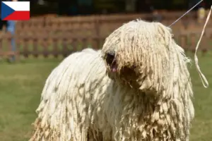Lees meer over het artikel Komondor fokkers en puppy’s in Tsjechië