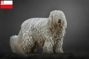 Lees meer over het artikel Komondor fokkers en pups in Utrecht