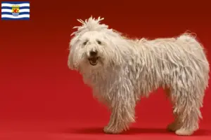 Lees meer over het artikel Komondor fokkers en pups in Zeeland