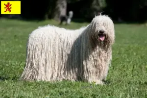 Lees meer over het artikel Komondor fokkers en pups in Zuid-Holland