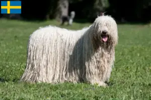 Lees meer over het artikel Komondor fokkers en pups in Zweden