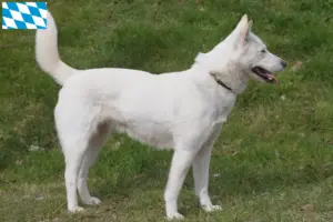 Lees meer over het artikel Korea Jindo Hondenfokkers en puppies in Beieren