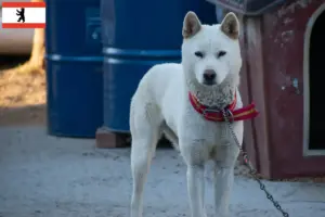 Lees meer over het artikel Korea Jindo Hondenfokkers en puppies in Berlijn