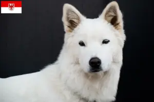 Lees meer over het artikel Korea Jindo Hondenfokkers en puppies in Brandenburg
