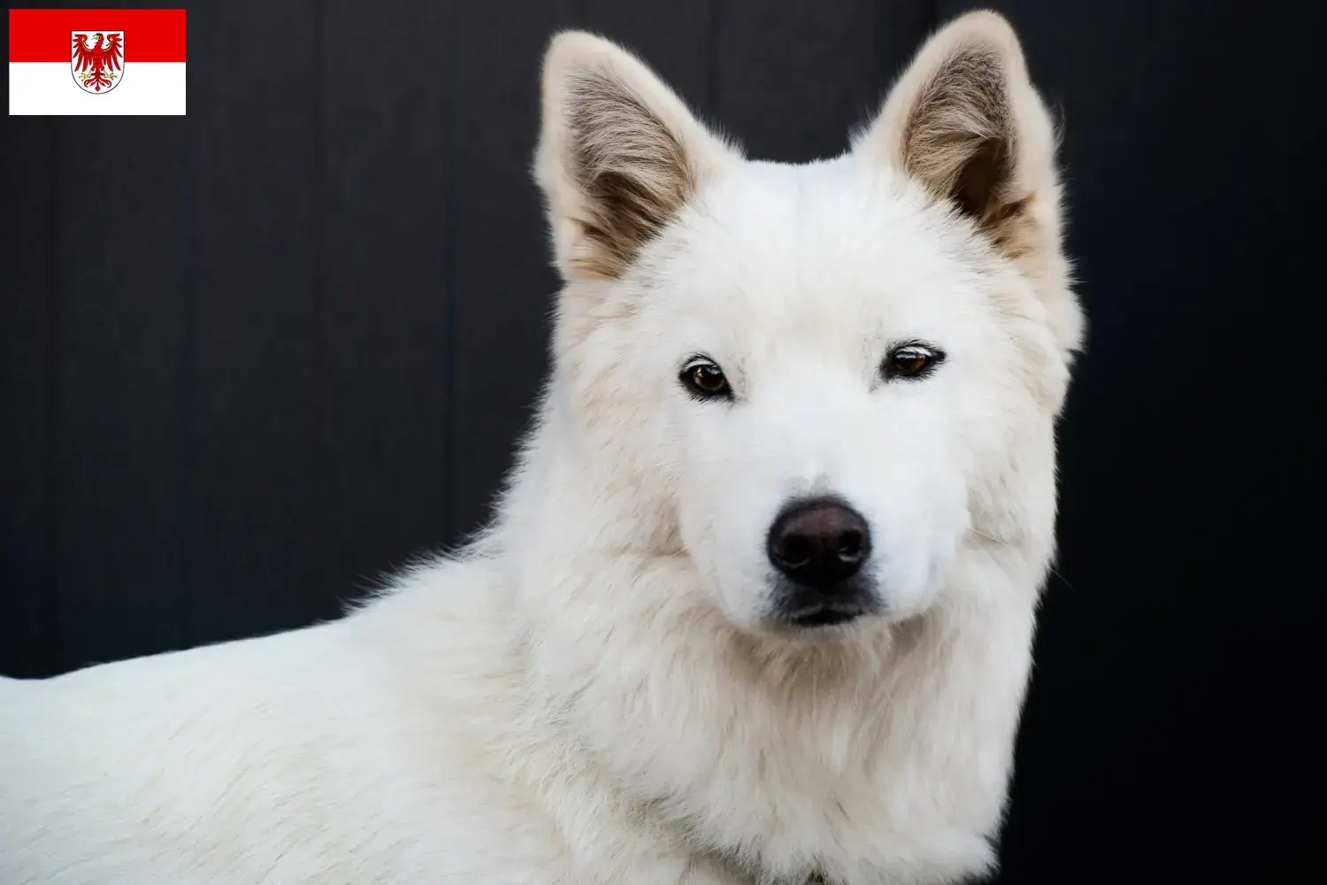 Lees meer over het artikel Korea Jindo Hondenfokkers en puppies in Brandenburg