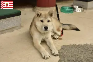 Lees meer over het artikel Korea Jindo Hondenfokkers en puppies in Bremen