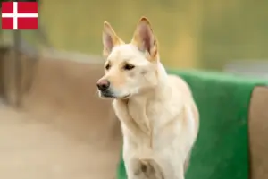 Lees meer over het artikel Korea Jindo Hondenfokkers en puppies in Denemarken