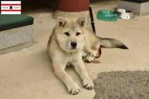 Lees meer over het artikel Korea Jindo Hondenfokkers en puppies in Drenthe