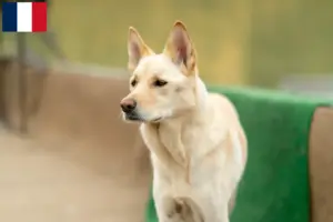 Lees meer over het artikel Korea Jindo Hondenfokkers en puppies in Frankrijk